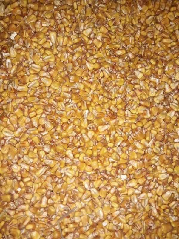 Макка жохори дони 4200 Макка жохори дони 4200