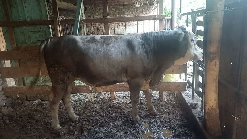 Mol sotiladi yaxshi semirgan