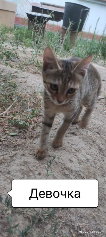 Отдам в хорошие руки котёнка(девочка)