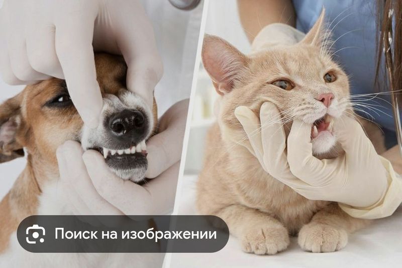 Ветеринар круглосуточно 24/7 Ветеринар круглосуточно 24/7