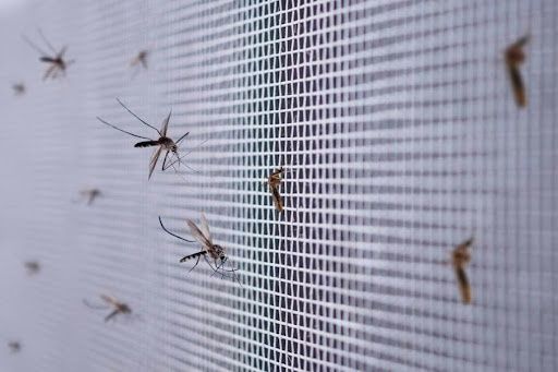 Москитные сетки по вашим размерам Москитные сетки по вашим размерам