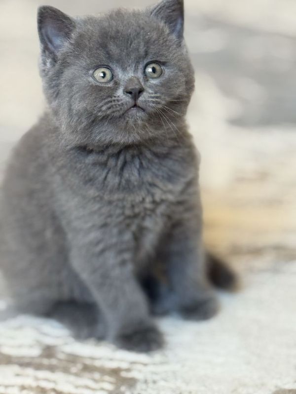 Котята (Британская-Шотланская) Котята (Британская-Шотланская)