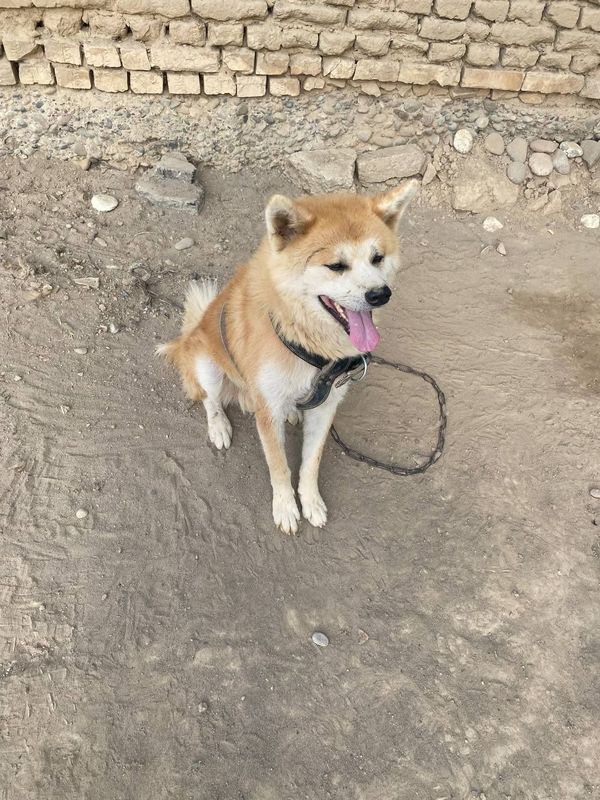Akita lnu kuchuk sotiladi Akita lnu kuchuk sotiladi