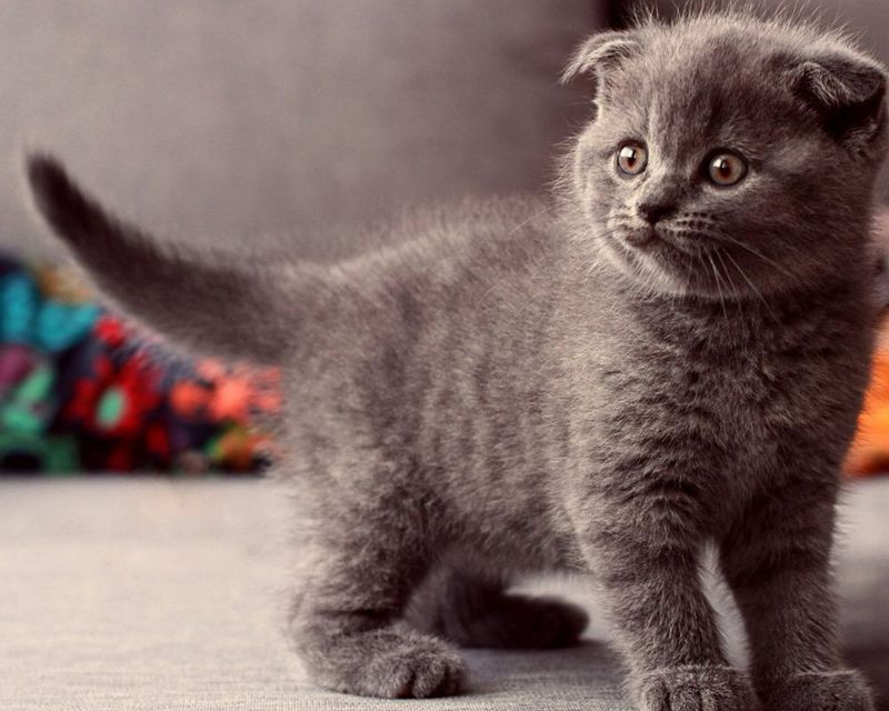 Британская вислоухая (котенок) Британская вислоухая (котенок)
