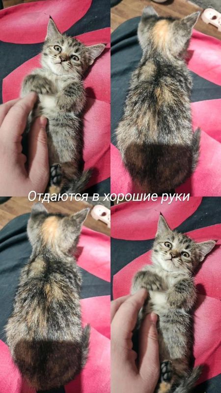 Котята в хорошие руки