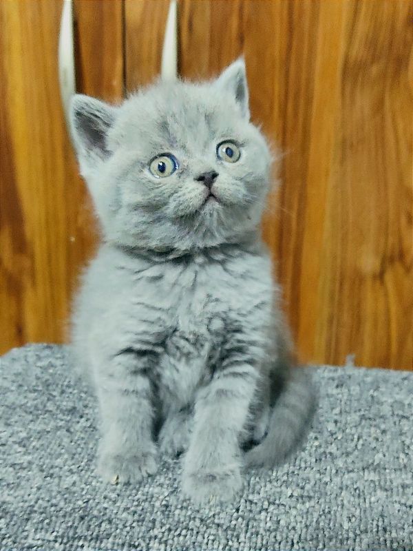 Продаются котята