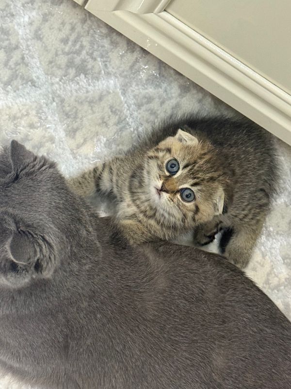 продается котёнок