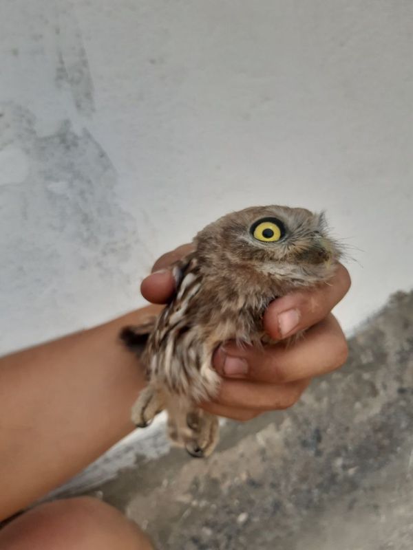 Boy oğli yovvoyi Boy oğli yovvoyi