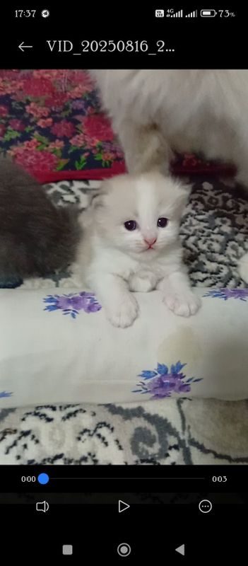 Mushukcha sotiladi 1oylik Mushukcha sotiladi 1oylik