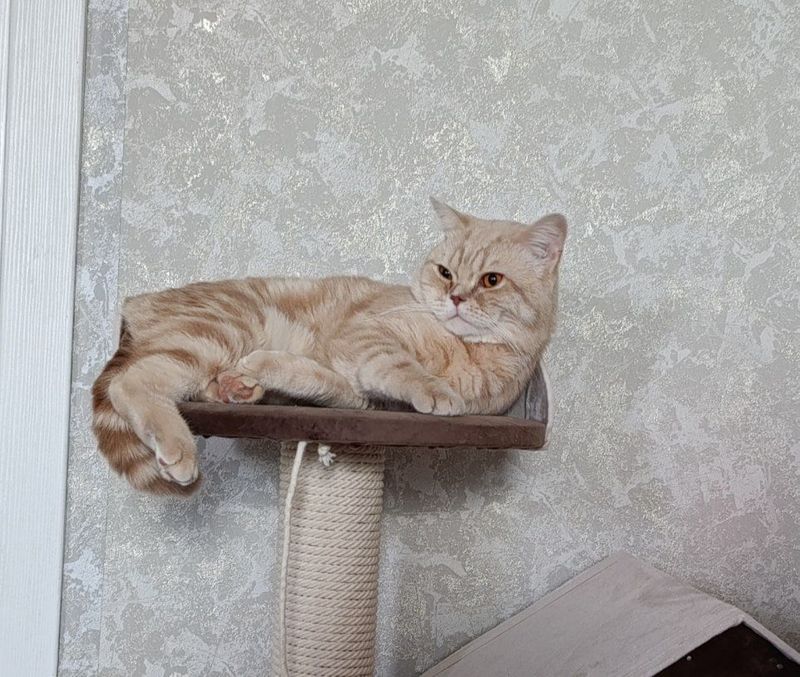 Приглашаем милых дам на вязку.