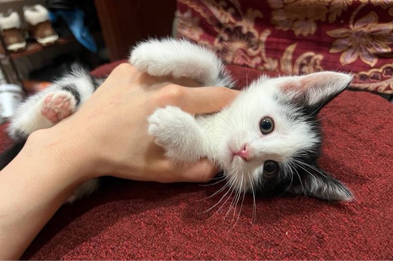 Отдам котят в хорошие руки Отдам котят в хорошие руки