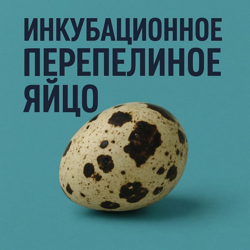 Инкубационное Перепелиное Яйцо Инкубационное Перепелиное Яйцо