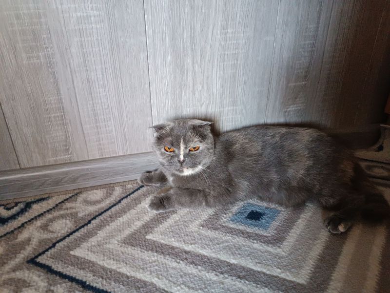 вислоухий кот умный вислоухий кот умный