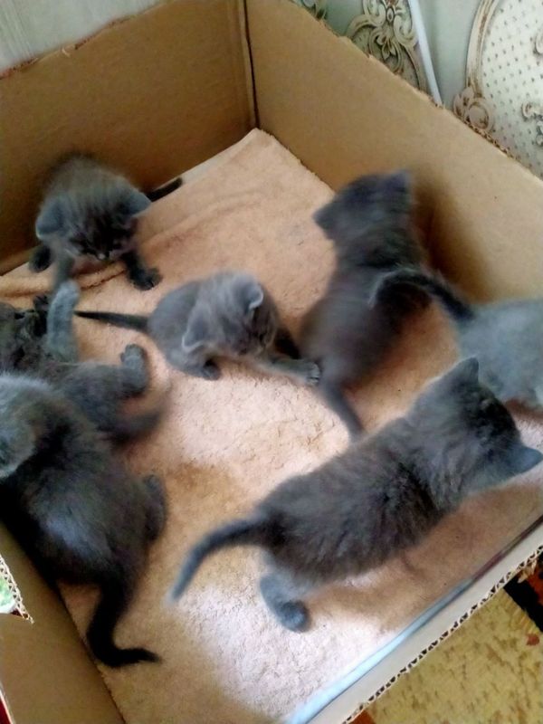 Скотч фолд веслоуха и страйк Скотч фолд веслоуха и страйк