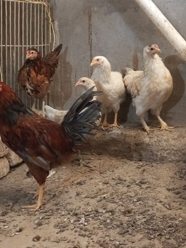 Продаются циплята Продаются циплята