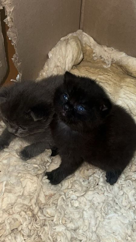 Шотландская вислоухая кошка (фолд) Шотландская вислоухая кошка (фолд)