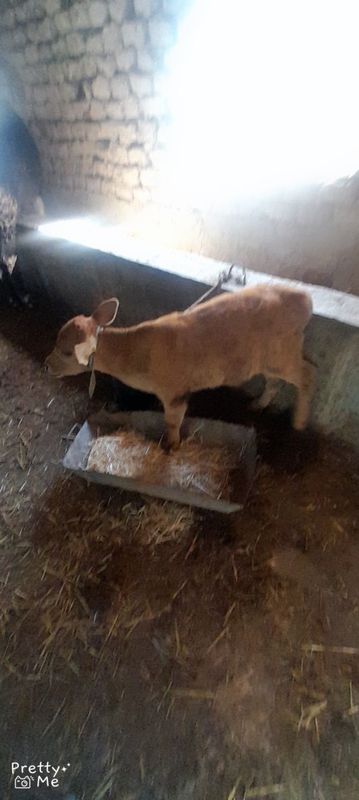 Ena bola sigir bolasi navoscha Ena bola sigir bolasi navoscha