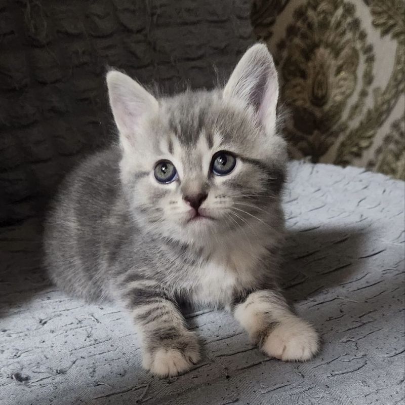 Шотландские котята Шотландские котята