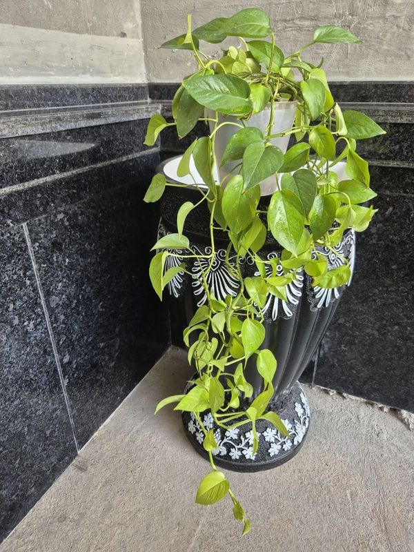 Золотой потос, Epipremnum aureum arzon narxda Золотой потос, Epipremnum aureum arzon narxda