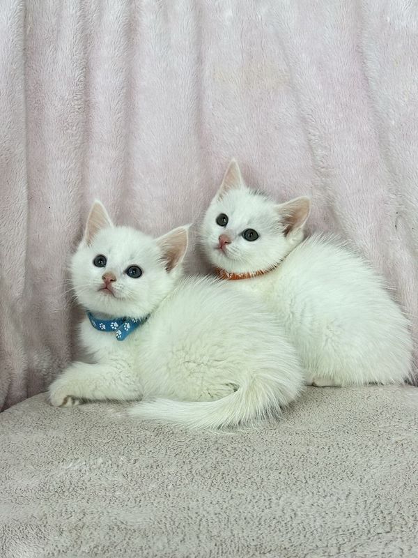 Турецкие ангоры, котята Турецкие ангоры, котята