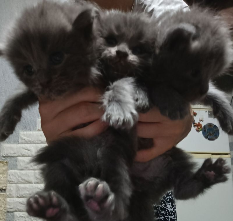 Котята мальчики серые Котята мальчики серые