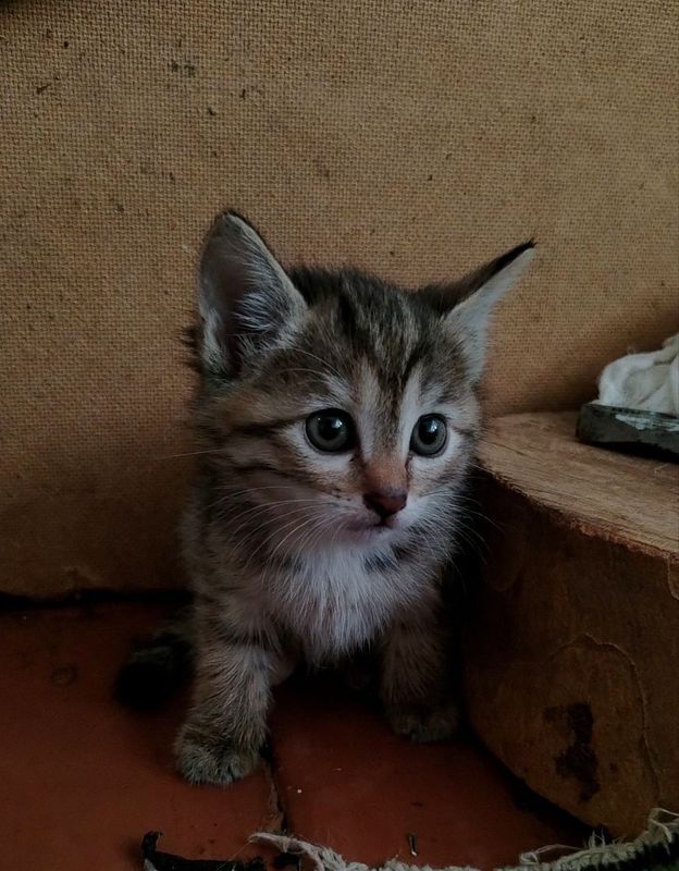 Котятами в хорошие ручки Котятами в хорошие ручки