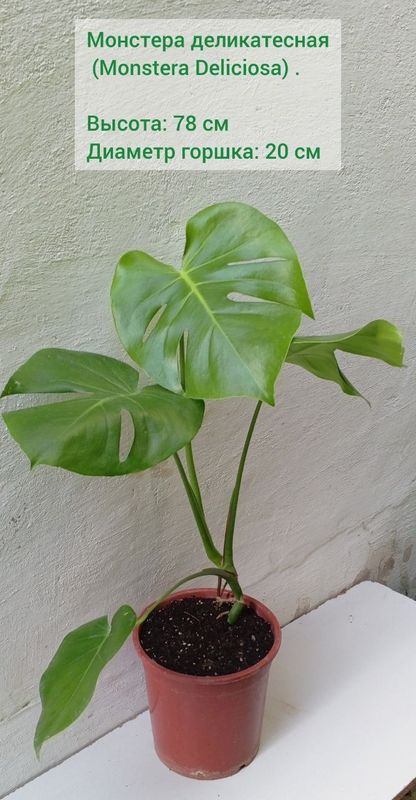Монстера деликатесная (Monstera Deliciosa). Цветы для дома и офиса.