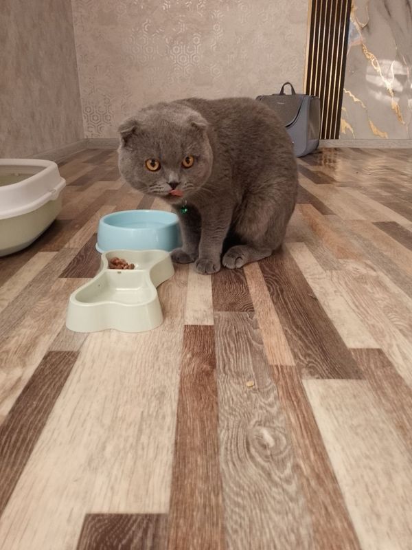 Yoqimtoy Scottish fold Yoqimtoy Scottish fold