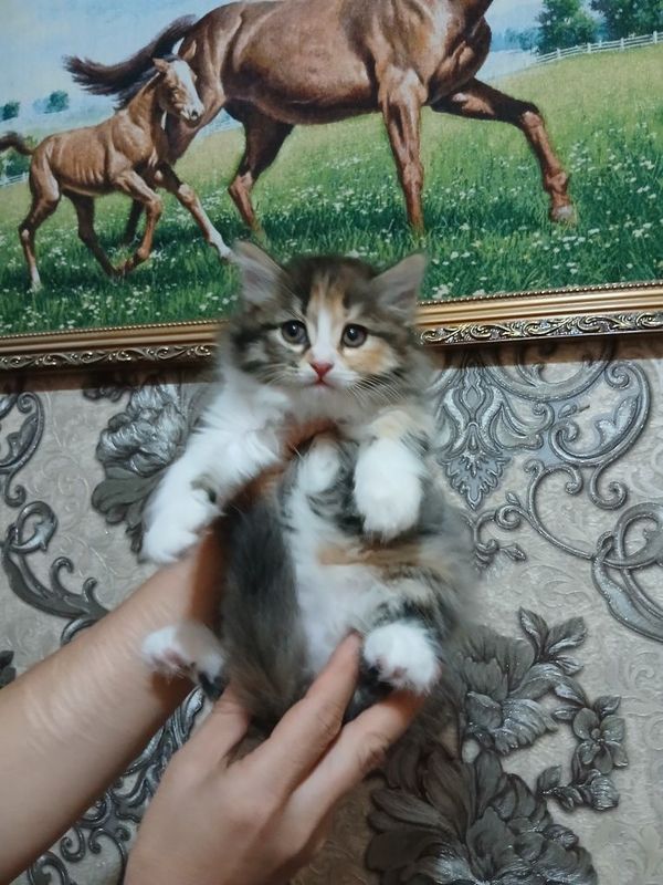 Продаются котята три девочки Продаются котята три девочки