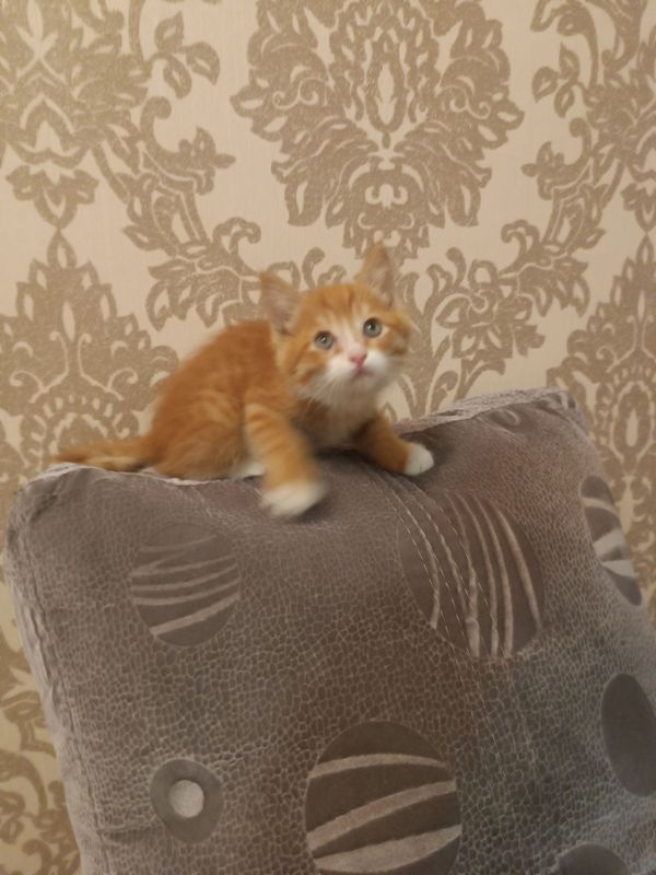 Норвежский лесной котёнок!