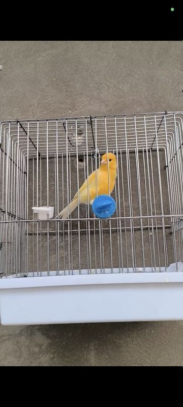Kanareyka limon nar 1 yarm yosh Kanareyka limon nar 1 yarm yosh