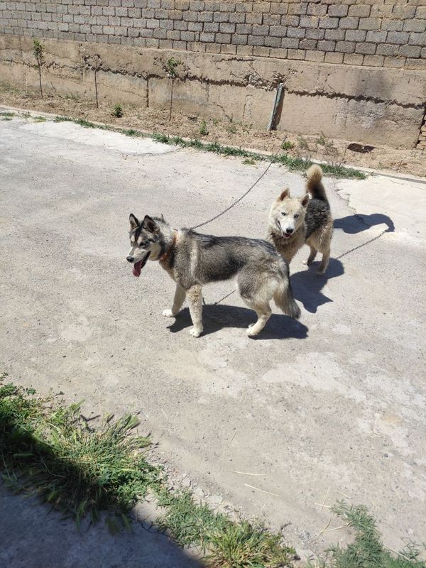 Xaski oq bosh 3 yow qorasi 2 yow Xaski oq bosh 3 yow qorasi 2 yow