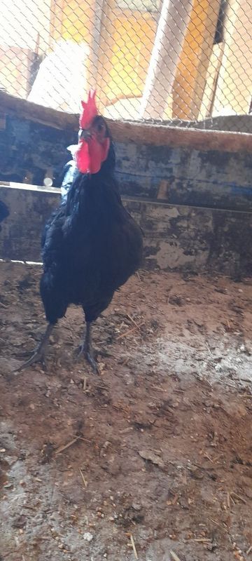 Astrolop ruminiya xorozlari sotiladi Astrolop ruminiya xorozlari sotiladi