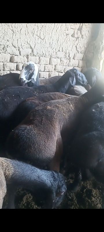 Qurbonlik uchun qoʻchrorla sotiladi