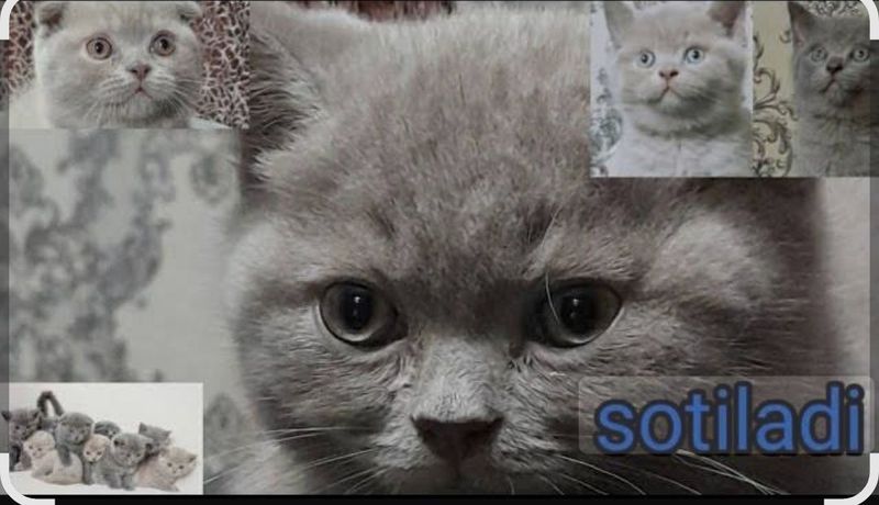 Срочно Мошка и кот мушук ва болалари