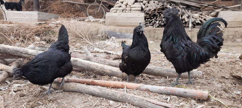 Aym cemani tuxumlari sotiladi 10 mingdan