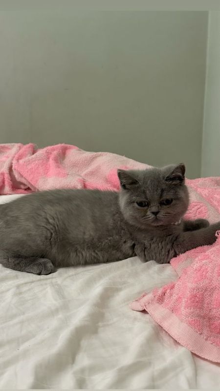 Британский котёнок Британский котёнок