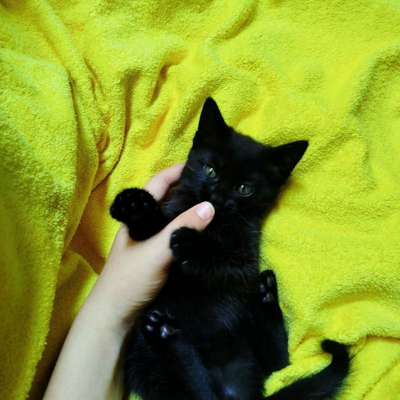 Котенок ищет хозяина