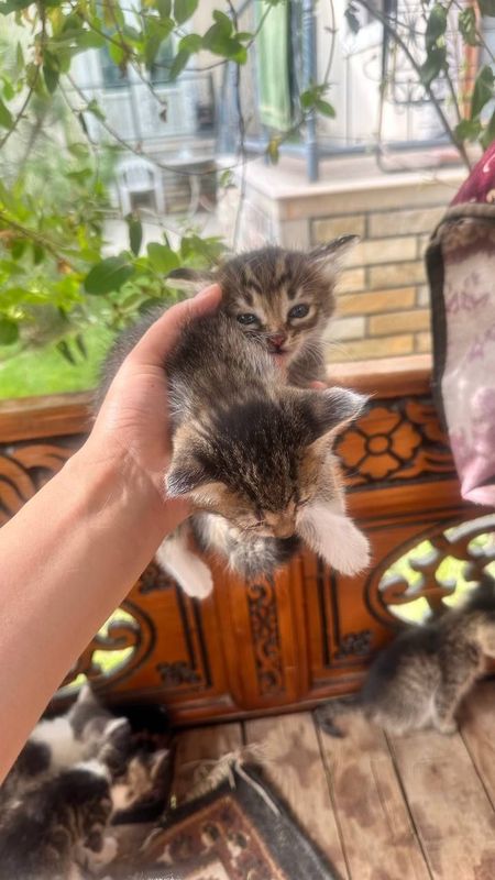 Домашние животные Домашние животные