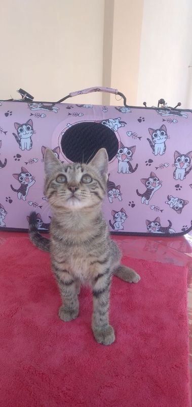 Отдадим котят в добрые руки Отдадим котят в добрые руки