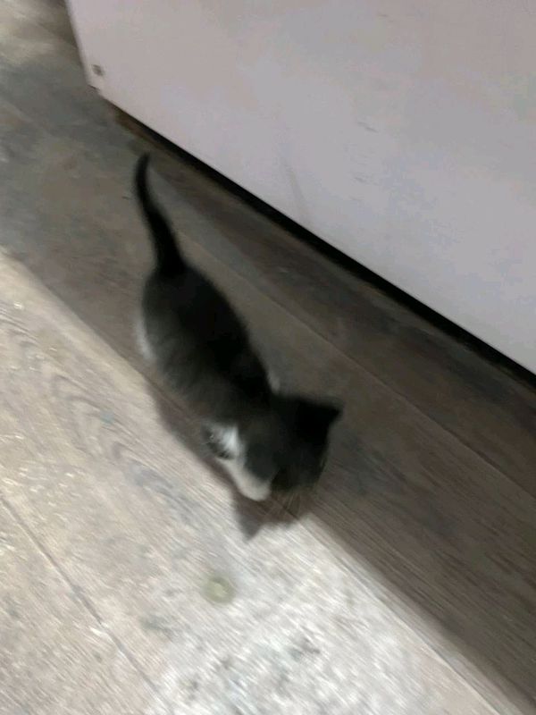 котенок в добрые руки котенок в добрые руки