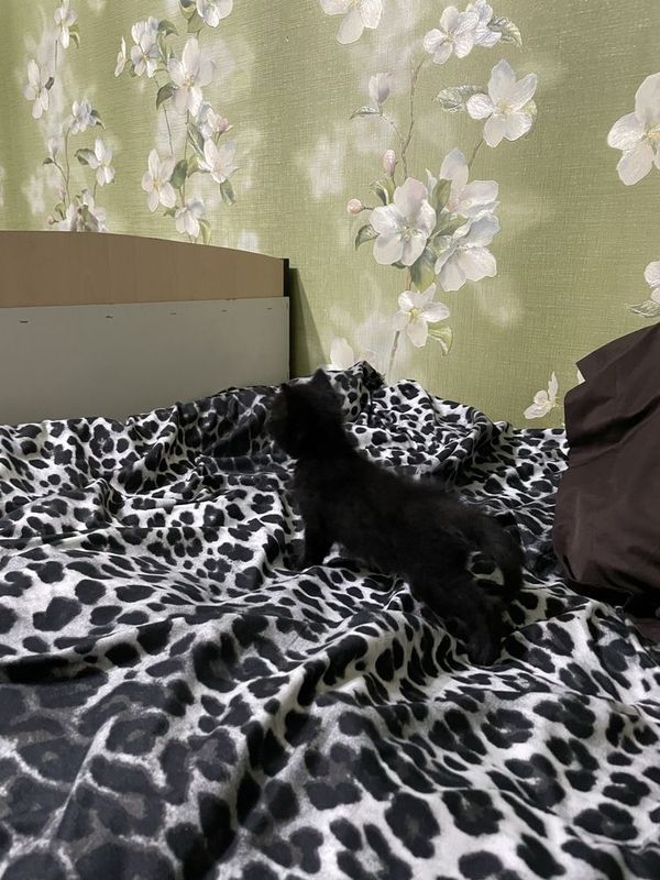 отдам котенка даром в хорошие руки отдам котенка даром в хорошие руки