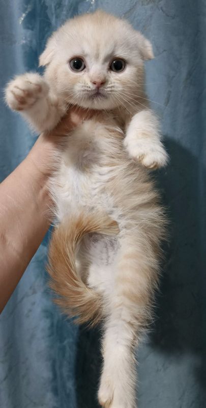 Продаётся чистокровный котёнок скоттиш-фолд Продаётся чистокровный котёнок скоттиш-фолд