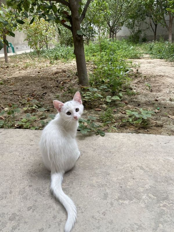 Котенок 3 месяца девочка Котенок 3 месяца девочка