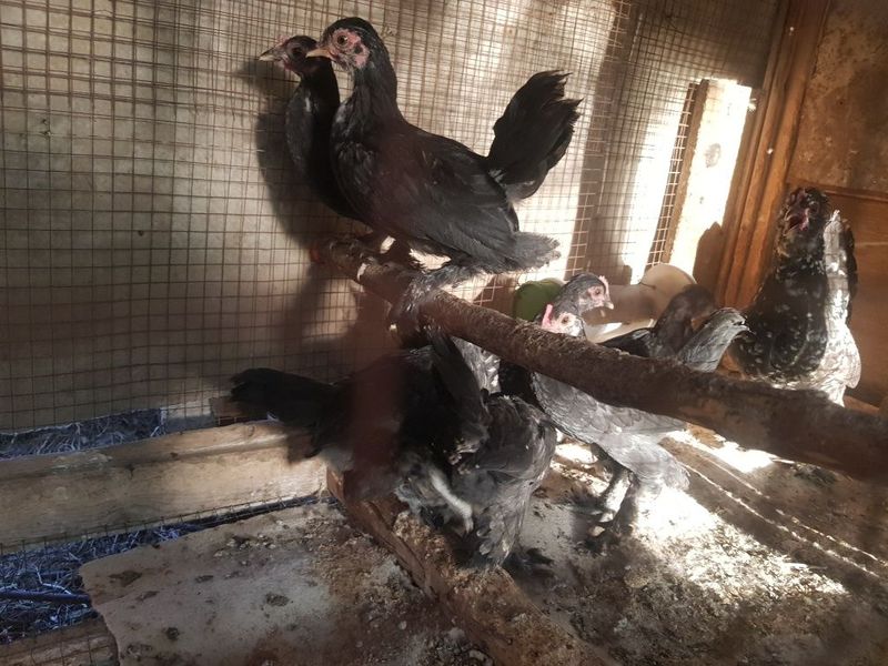 Япон жожалари сотилади Япон жожалари сотилади