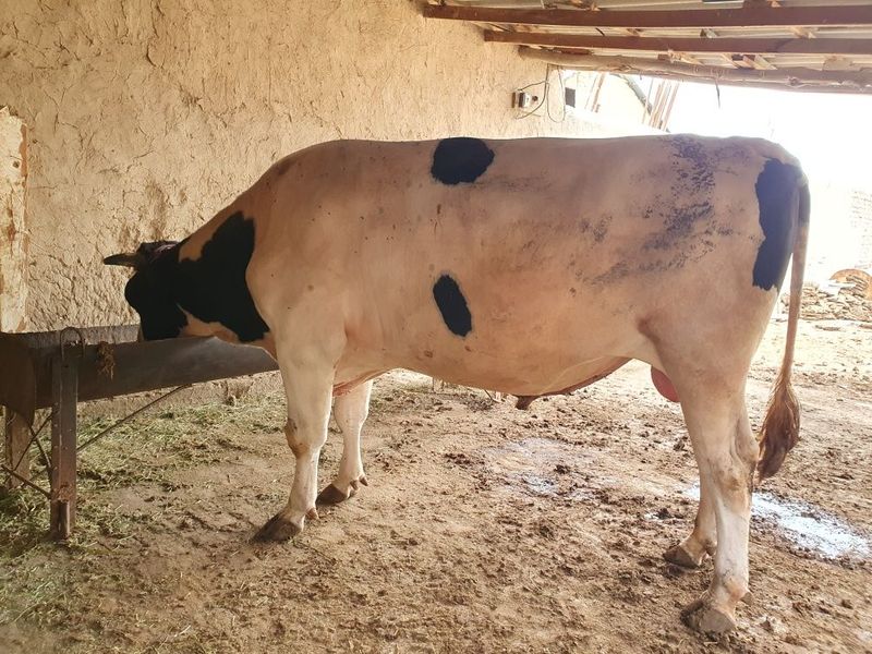 Buqa sotiladi, yeb ichishi zo'r, narxi kelishiladi Buqa sotiladi, yeb ichishi zo'r, narxi kelishiladi