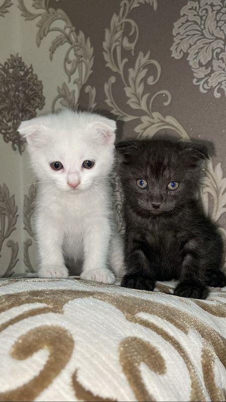 Пародистые кошки :белая кошка,черный кот! Пародистые кошки :белая кошка,черный кот!