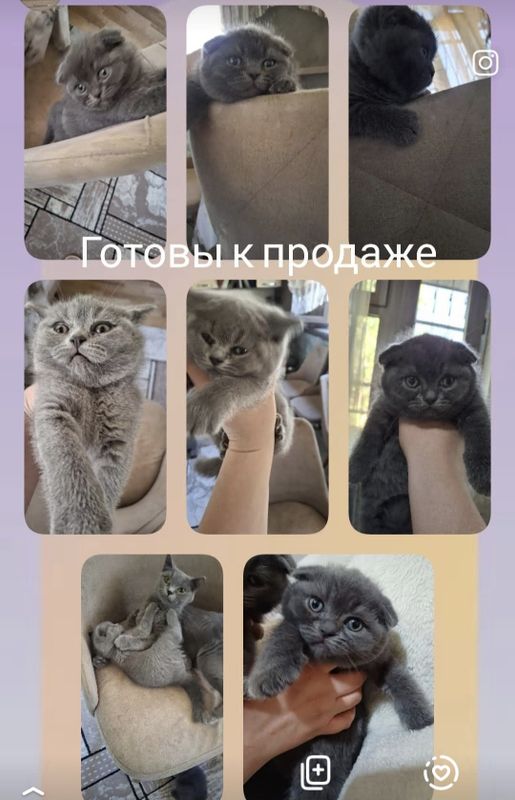 Котята 2 месяца правильной вязки Котята 2 месяца правильной вязки