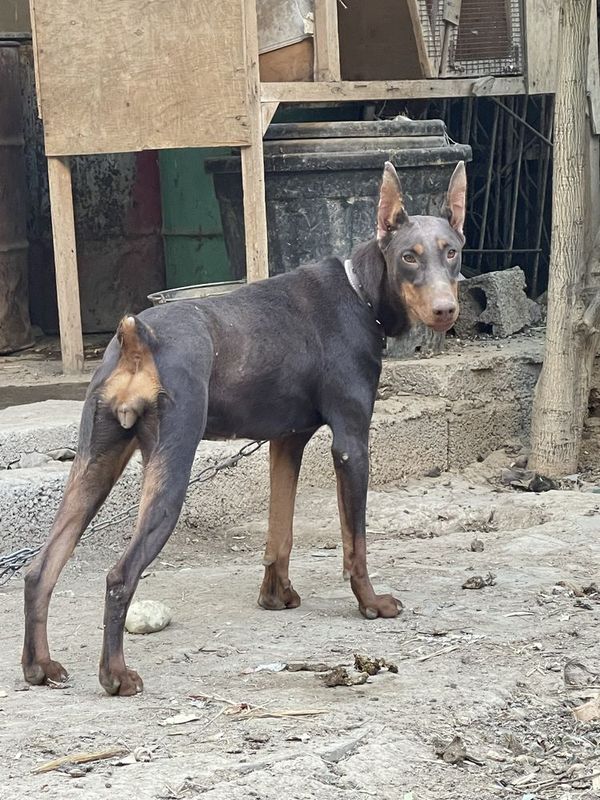 Doberman sotiladi