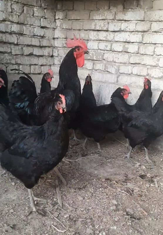 Qora shaxzoda tuxumlari Qora shaxzoda tuxumlari